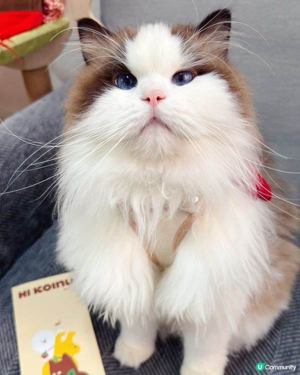 想帶貓貓扮靚靚去寵物展😻咁就要睇吓啦‼️