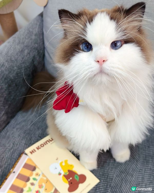 想帶貓貓扮靚靚去寵物展😻咁就要睇吓啦‼️