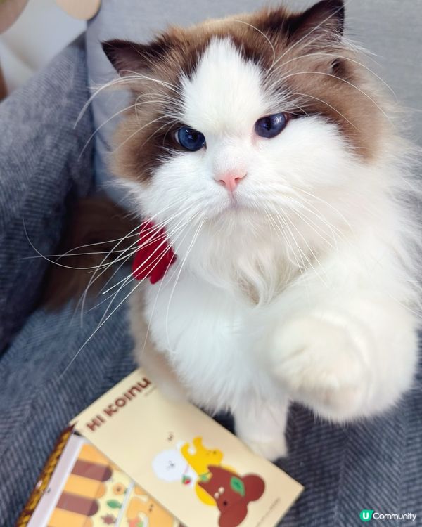 想帶貓貓扮靚靚去寵物展😻咁就要睇吓啦‼️