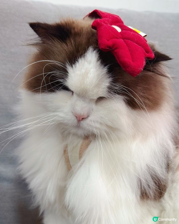 想帶貓貓扮靚靚去寵物展😻咁就要睇吓啦‼️