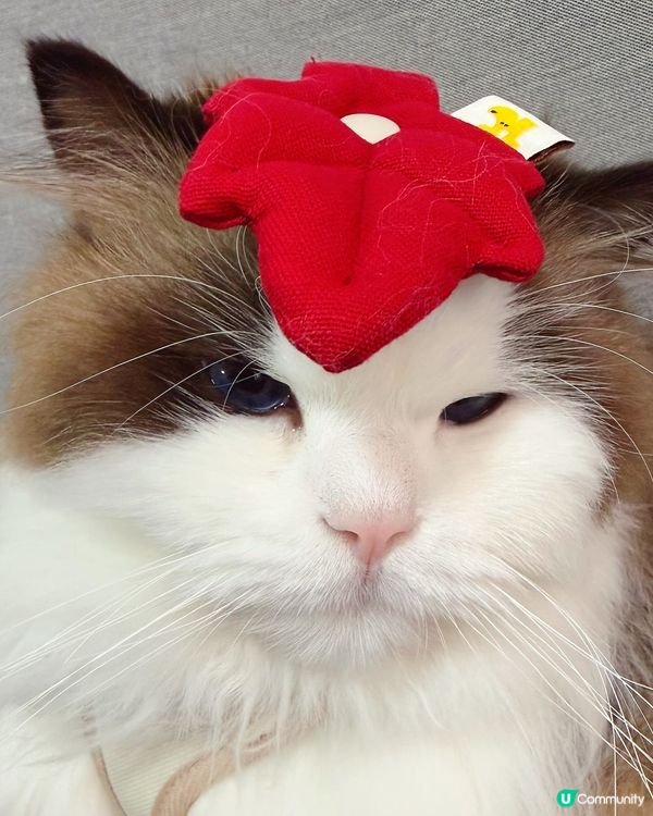 想帶貓貓扮靚靚去寵物展😻咁就要睇吓啦‼️