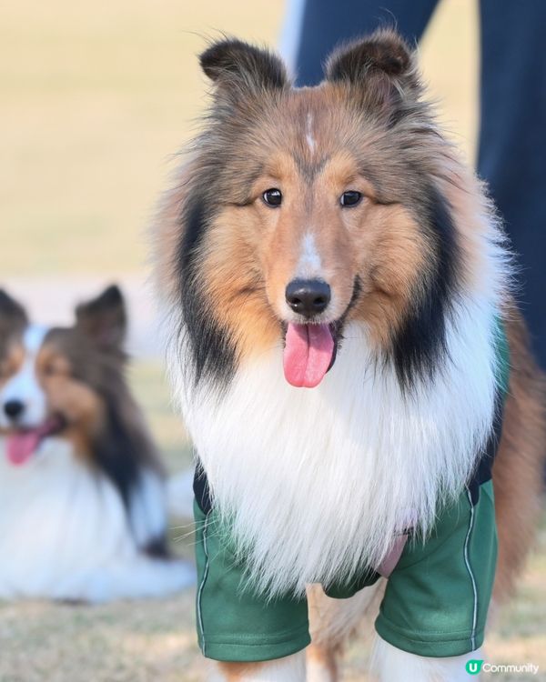 狗狗腳掌終於又滑又乾淨喇🌟