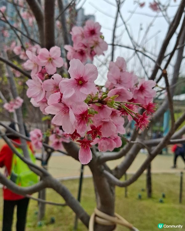 馬鞍山賞樱