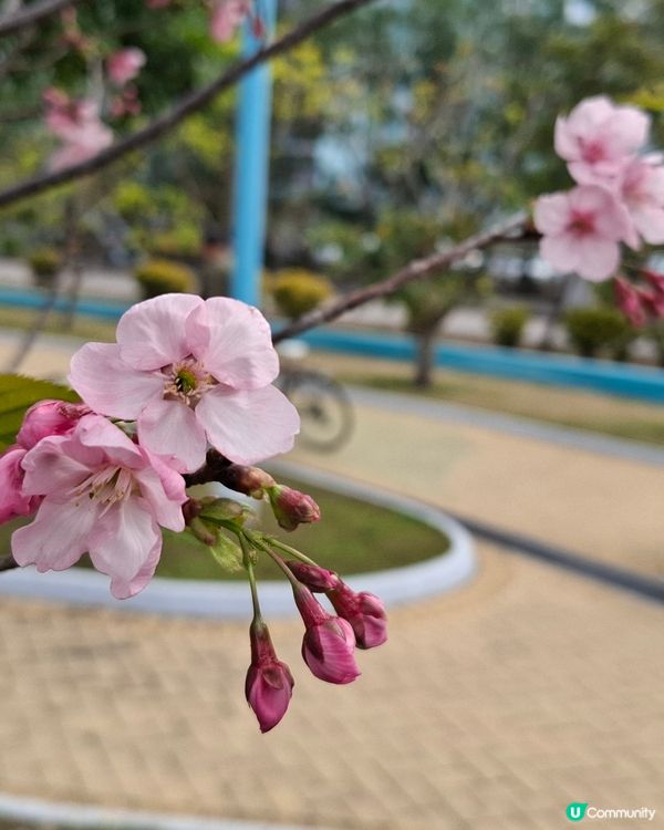 馬鞍山賞樱