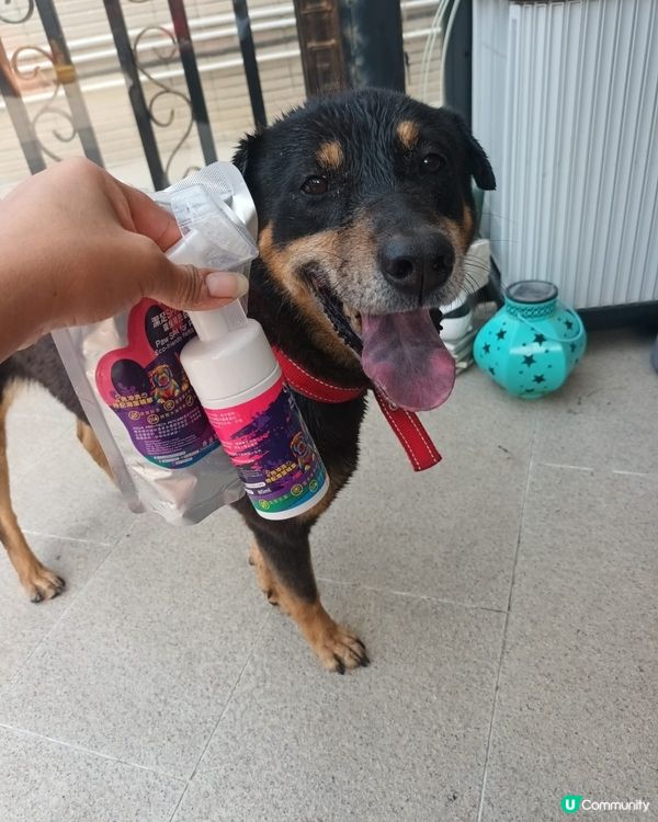 領養的唐狗洗香香