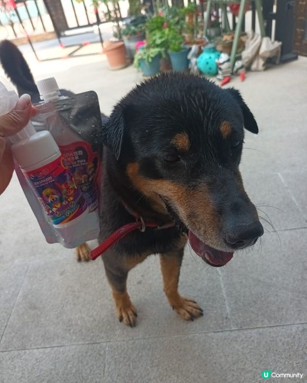 領養的唐狗洗香香