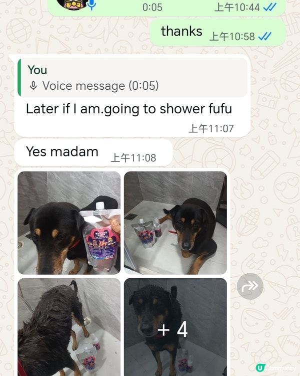 領養的唐狗洗香香