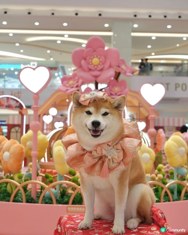 新春打卡好去處