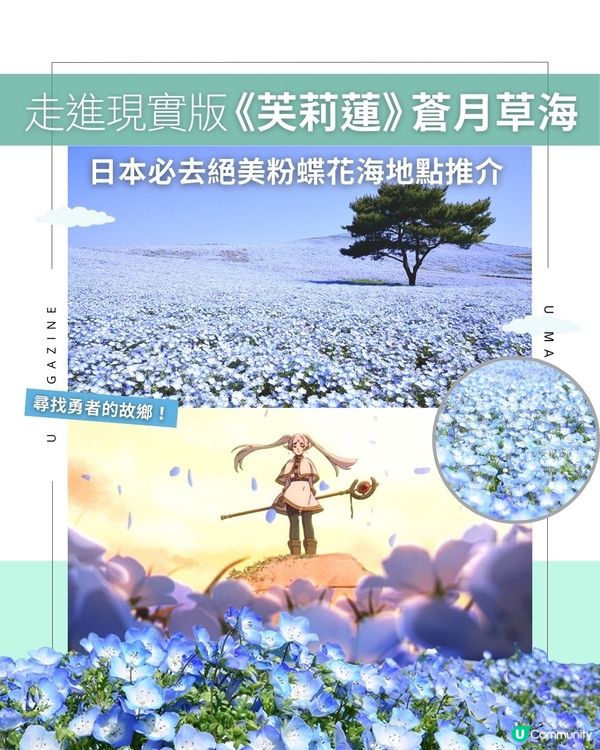走進現實版《芙莉蓮》蒼月草海！日本必去絕美粉蝶花海地點推介