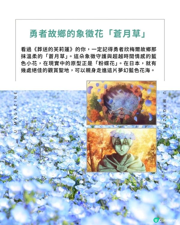 走進現實版《芙莉蓮》蒼月草海！日本必去絕美粉蝶花海地點推介