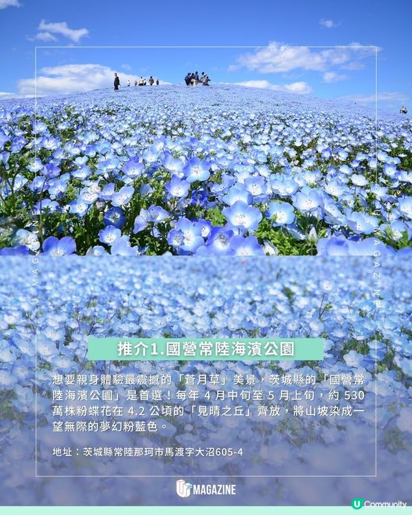 走進現實版《芙莉蓮》蒼月草海！日本必去絕美粉蝶花海地點推介