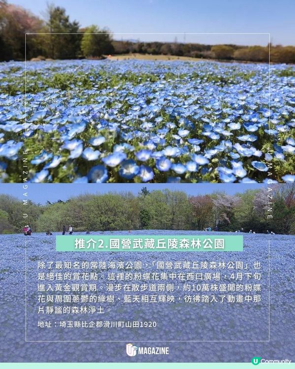 走進現實版《芙莉蓮》蒼月草海！日本必去絕美粉蝶花海地點推介