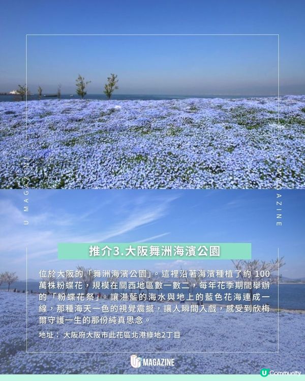 走進現實版《芙莉蓮》蒼月草海！日本必去絕美粉蝶花海地點推介