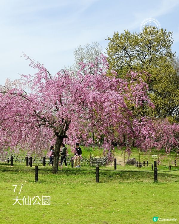 大阪櫻花2026🌸必去10大靚位！