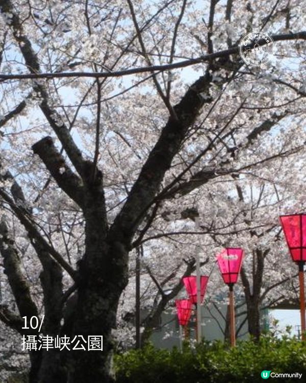 大阪櫻花2026🌸必去10大靚位！