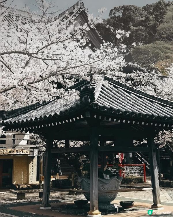 未出發已經心動 去和歌山賞櫻我揀 Syosei