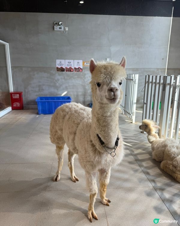 萬象食家親子遊！筍崗站直達超方便！🤩