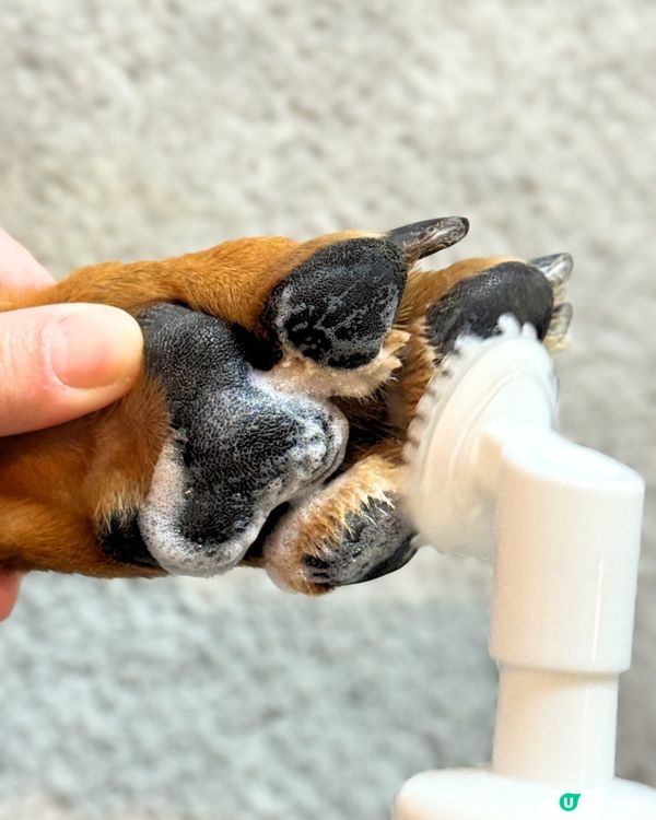 腳掌泡泡洗白白 🦶✨