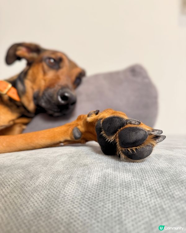 腳掌泡泡洗白白 🦶✨