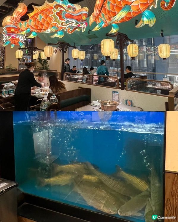 深圳鯇魚界天花板