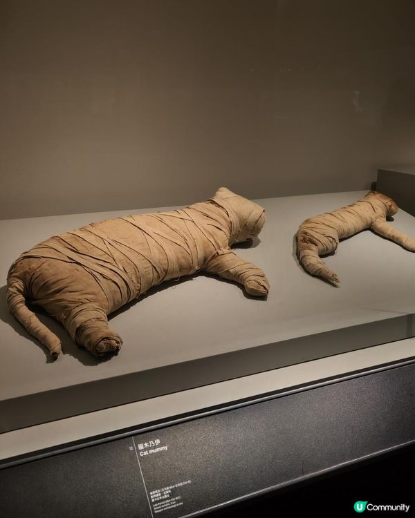 親子好去處🏺⚰️香港故宮x 埃及文明大展