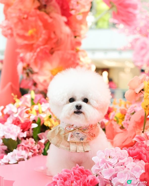 今個新年要到新城市廣場打卡！！🌺