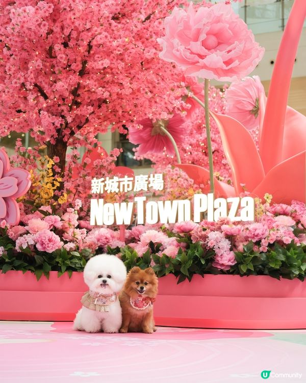 今個新年要到新城市廣場打卡！！🌺
