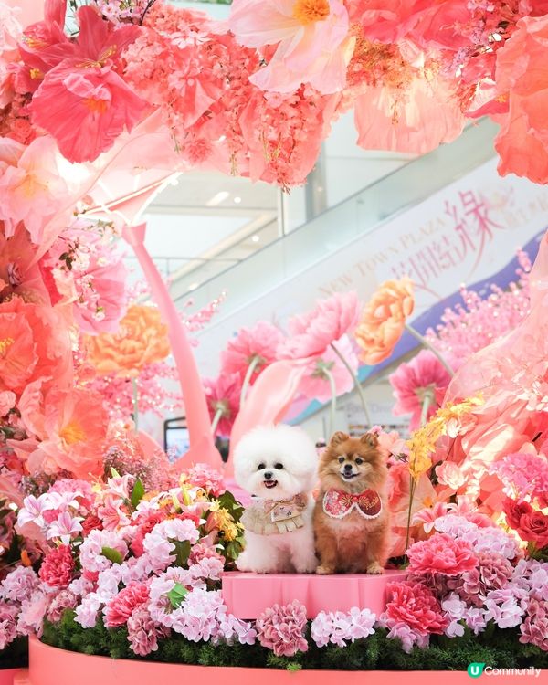 今個新年要到新城市廣場打卡！！🌺