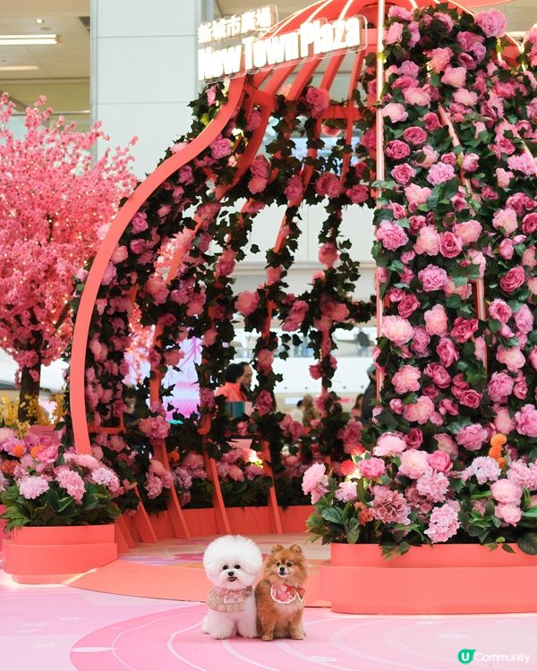 今個新年要到新城市廣場打卡！！🌺