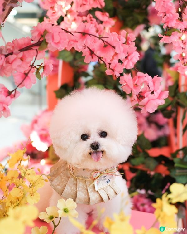 今個新年要到新城市廣場打卡！！🌺