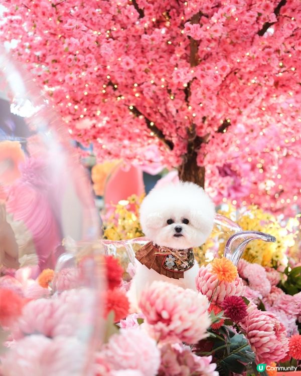 今個新年要到新城市廣場打卡！！🌺
