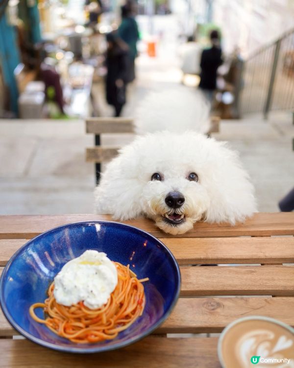 毛孩聚腳地 🐶☕️ 驚艷咖啡🤤