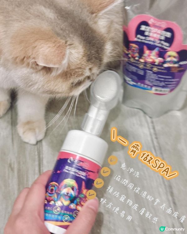 貓狗毛孩腳掌潔護SPA泡泡🫧貴婦腳掌spa初體驗🐾喵