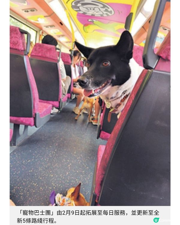 九巴寵物巴士團 2・9起日日出發全新5路綫推7日票輕鬆遊全港