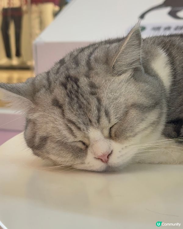 ｢幾十隻貓貓超乖超親人🥹乾淨無異味｣