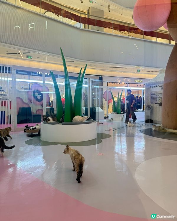 ｢幾十隻貓貓超乖超親人🥹乾淨無異味｣