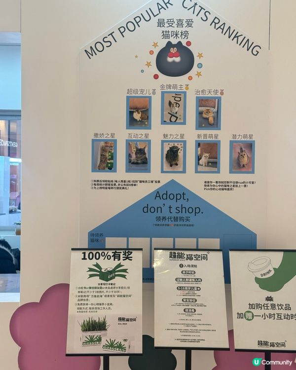 ｢幾十隻貓貓超乖超親人🥹乾淨無異味｣