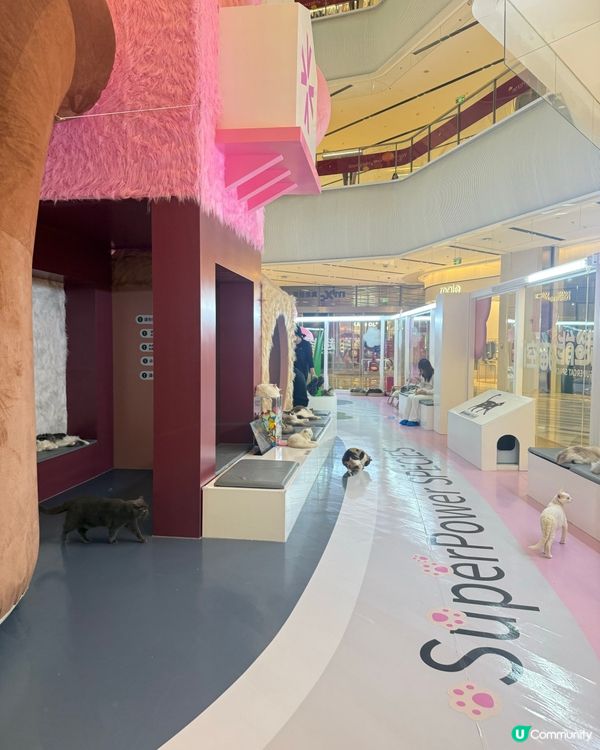 ｢幾十隻貓貓超乖超親人🥹乾淨無異味｣