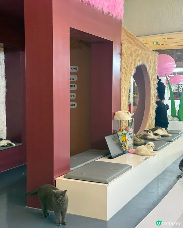 ｢幾十隻貓貓超乖超親人🥹乾淨無異味｣