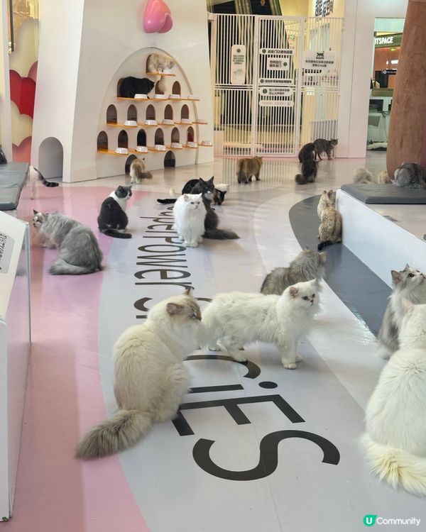 ｢幾十隻貓貓超乖超親人🥹乾淨無異味｣