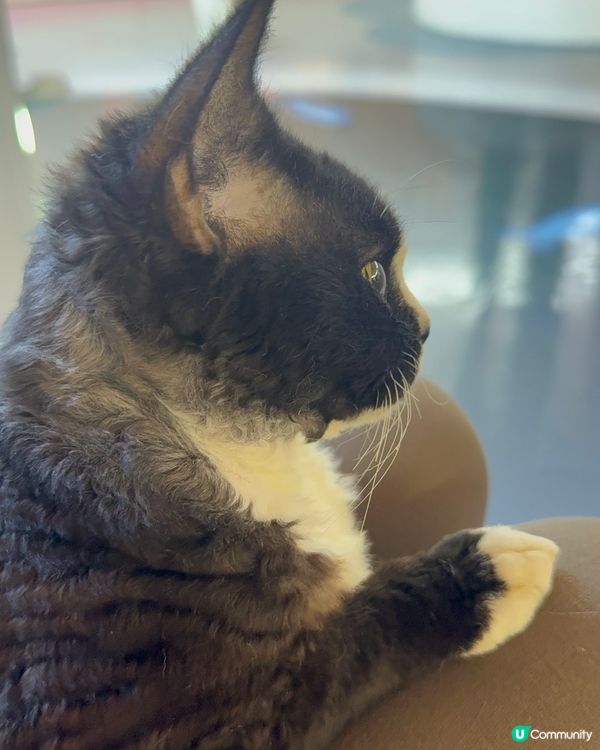 ｢幾十隻貓貓超乖超親人🥹乾淨無異味｣