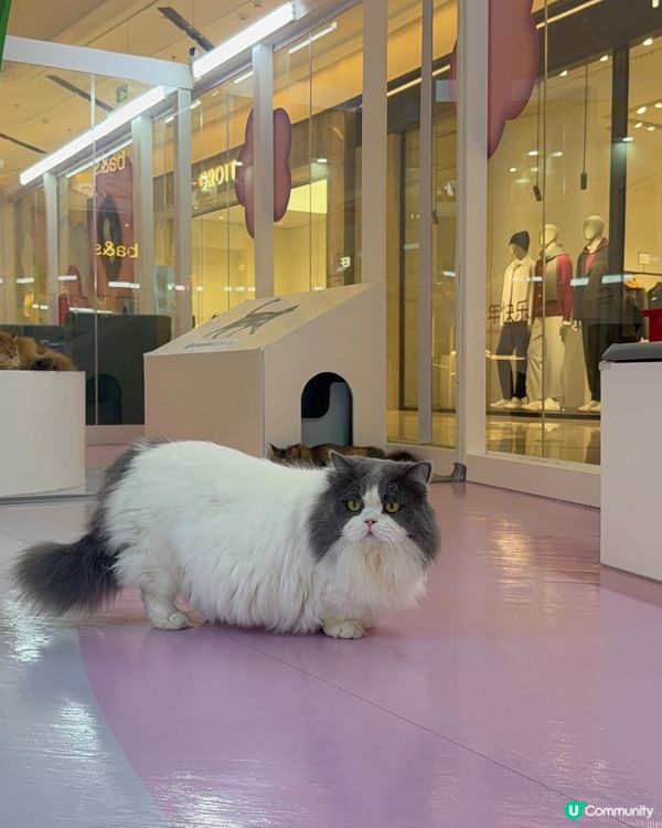 ｢幾十隻貓貓超乖超親人🥹乾淨無異味｣