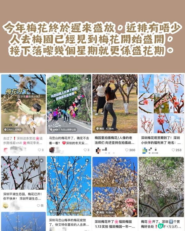 深圳賞梅地圖2026精選！5大免費賞梅打卡點🌸附交通及打卡攻略