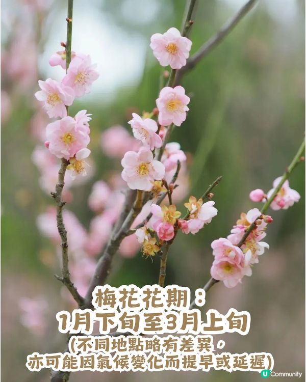 深圳賞梅地圖2026精選！5大免費賞梅打卡點🌸附交通及打卡攻略