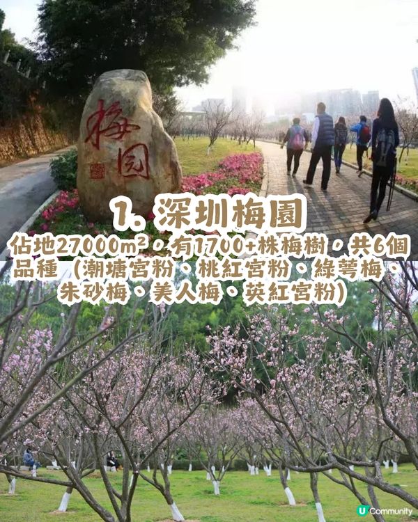 深圳賞梅地圖2026精選！5大免費賞梅打卡點🌸附交通及打卡攻略