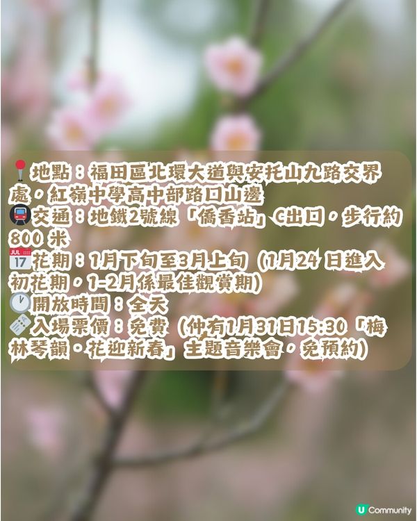 深圳賞梅地圖2026精選！5大免費賞梅打卡點🌸附交通及打卡攻略