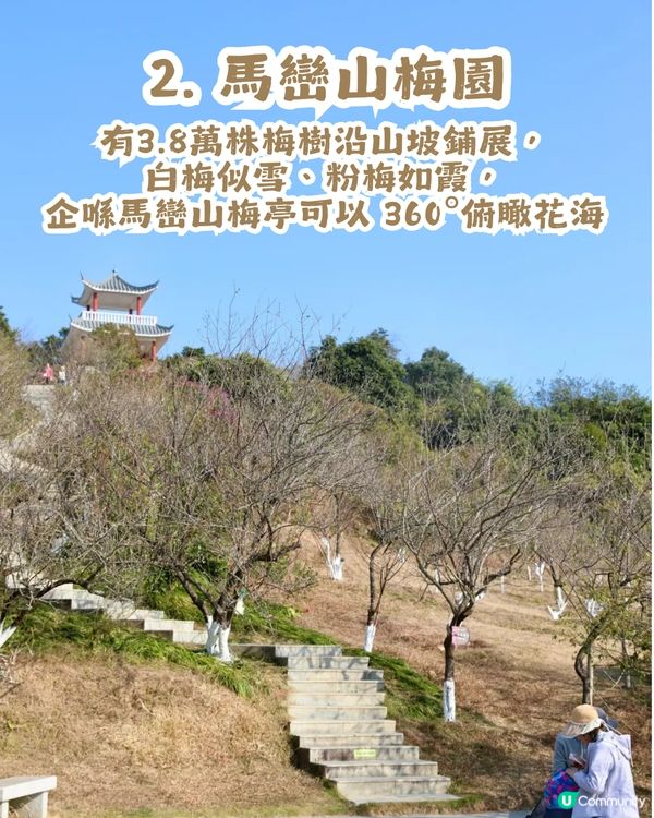 深圳賞梅地圖2026精選！5大免費賞梅打卡點🌸附交通及打卡攻略