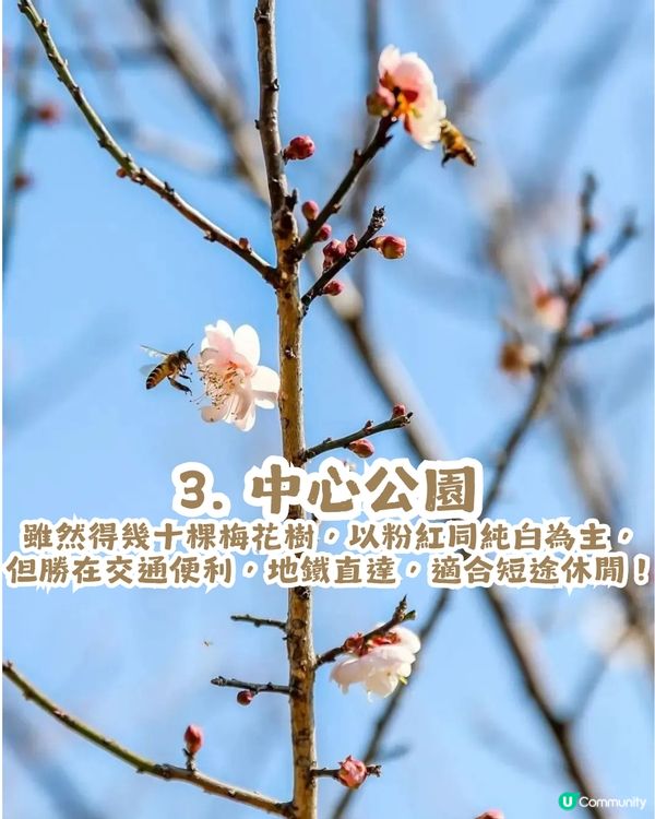 深圳賞梅地圖2026精選！5大免費賞梅打卡點🌸附交通及打卡攻略