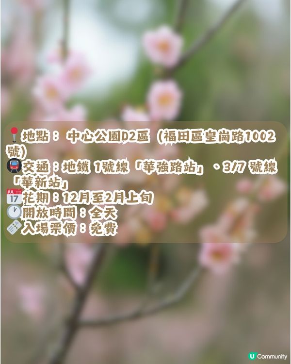 深圳賞梅地圖2026精選！5大免費賞梅打卡點🌸附交通及打卡攻略