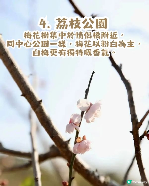 深圳賞梅地圖2026精選！5大免費賞梅打卡點🌸附交通及打卡攻略